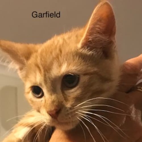 Garfield **2nd Chance Cat Rescue**