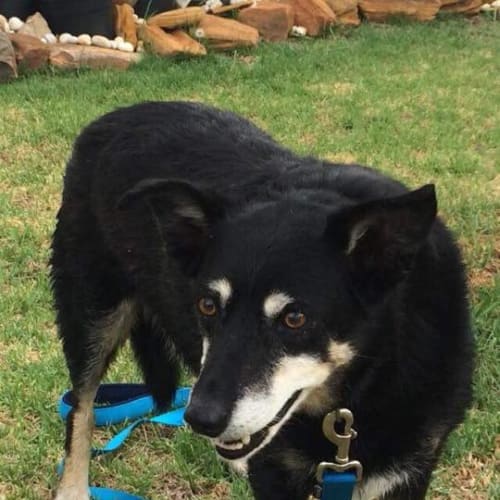 Lucy ~ kelpie x border collie, sweet senior