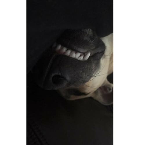 Luna ~ Greyhound X (on trial 12/6/2018)