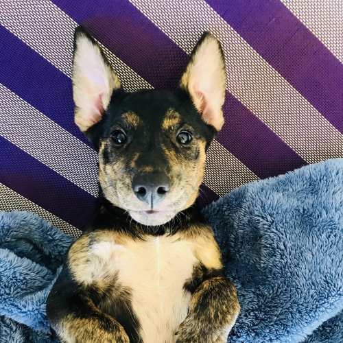 Precious