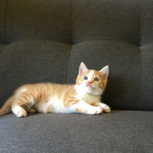 Lucy ~ Kitten (on trial 29/1/2018)