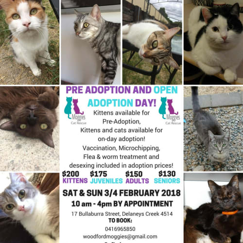 Open Adoption Weekend February 3rd 4th