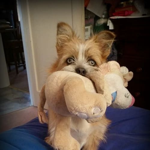 Tinkerbell~husky x shih tzu x corgi (Trial 9/2/18)
