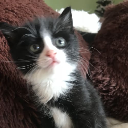 Frankie