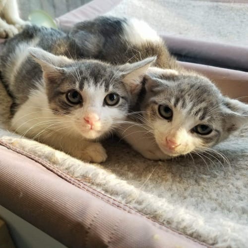 Blanc de Blanc **2nd Chance Cat Rescue**