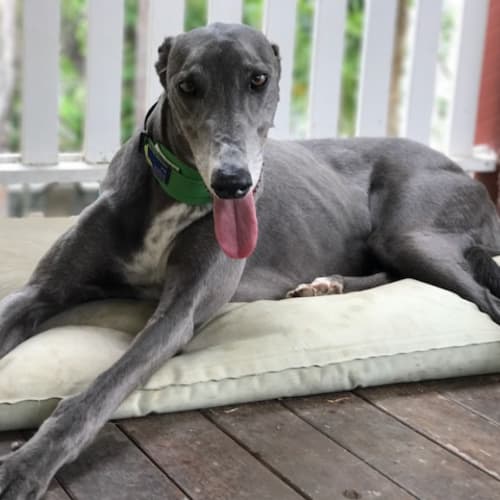 D'Arcy (Greenhound)