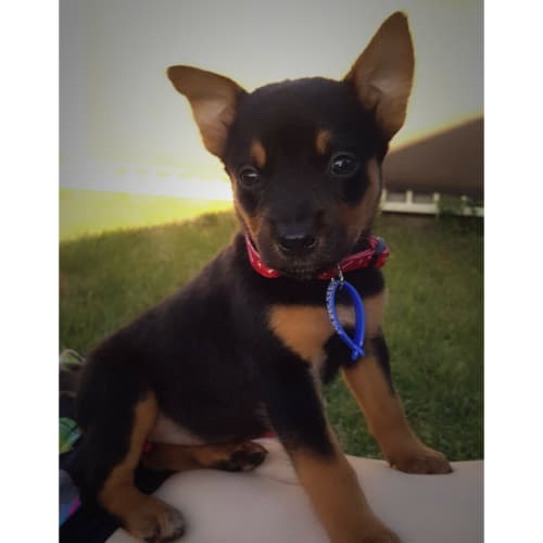 Minnie ~ Kelpie X puppy (on trial 13/2/2018)