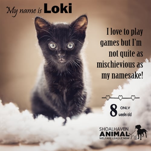 Loki