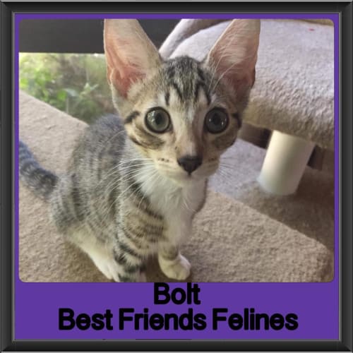 Bolt