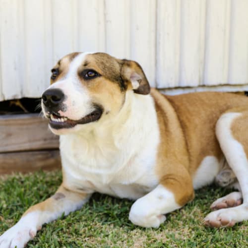 Beef ~ Staffy X (on trial 4/2/2018)
