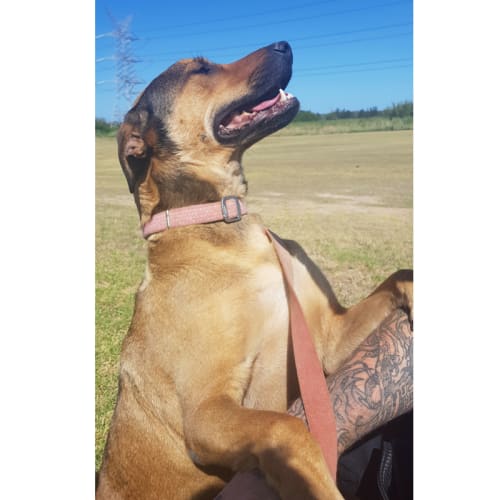 Poppy ~ Mastiff X (on trial 17/2/2018)