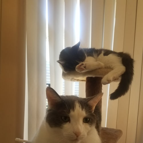 Otis and Fuji
