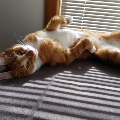 Minnie