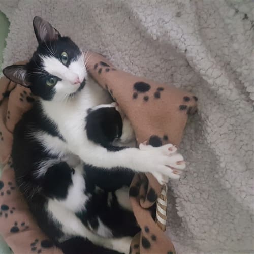 Cora