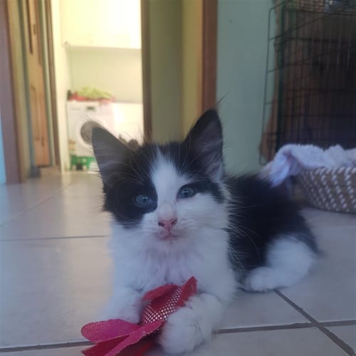 Apollo (now Mimi)