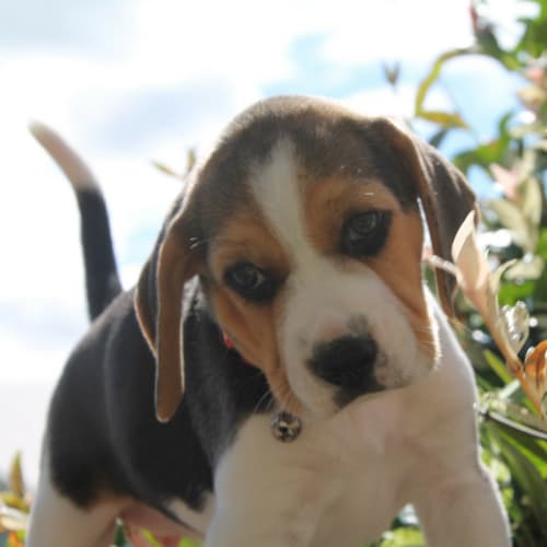 Holly ~ Beagle puppy (on trial 4/2/2018)
