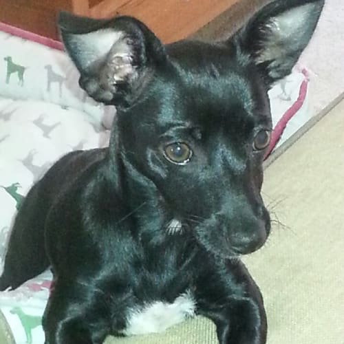 Dolly