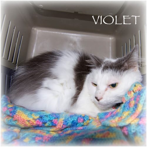 Violet