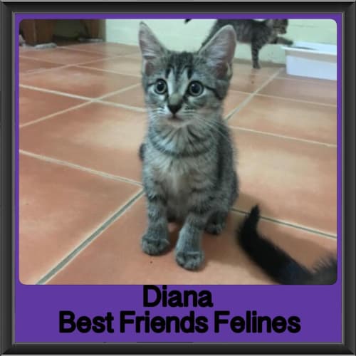 Diana 