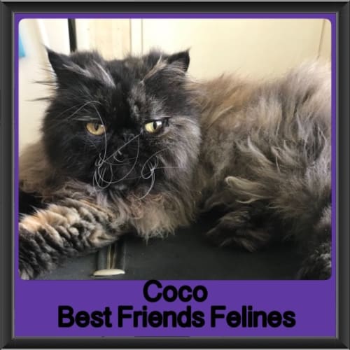 Coco