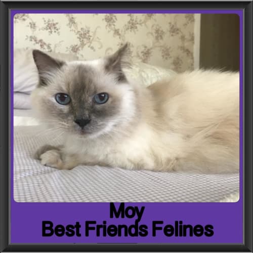 Moy
