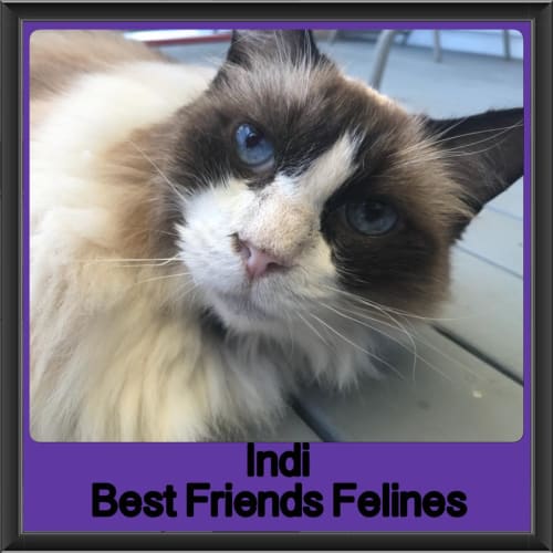 Indi 