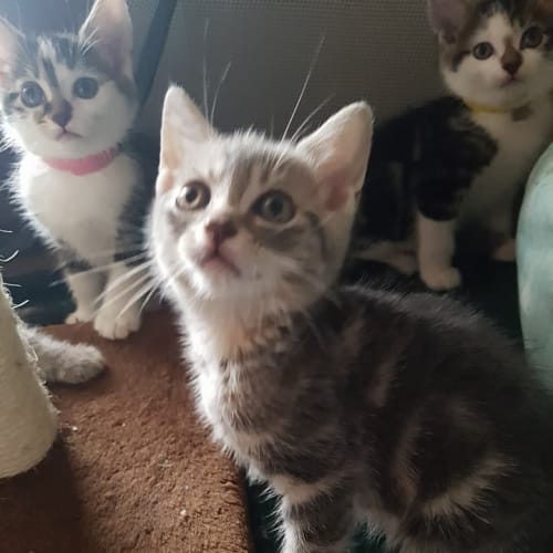 Strongarm *2nd Chance Cat Rescue*
