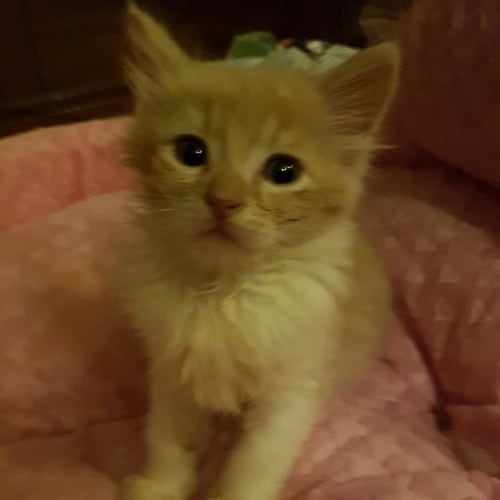 VRod **2nd Chance Cat Rescue**