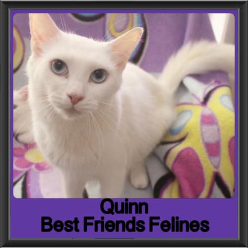 Quinn 