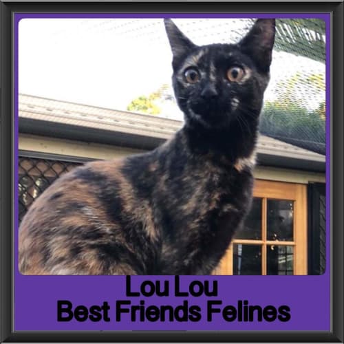 Lou Lou