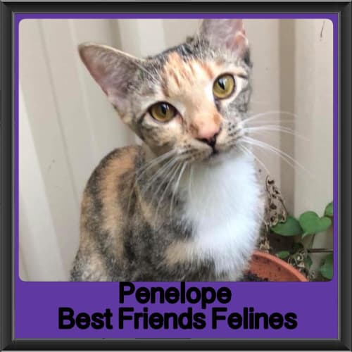 Penelope 