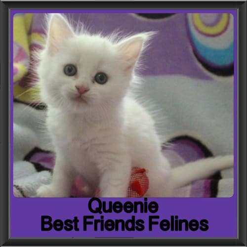 Queenie 
