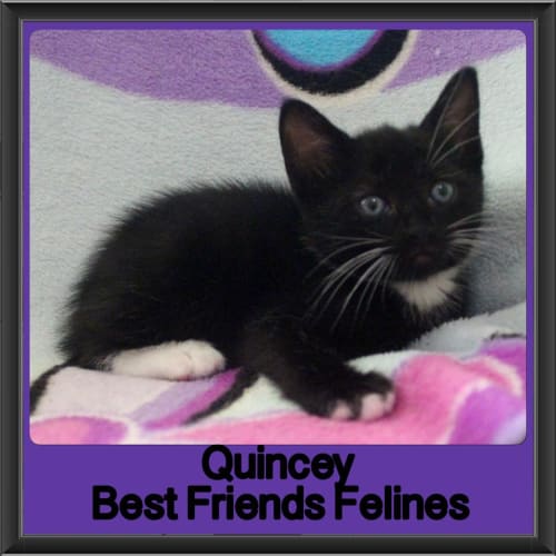 Quincey 