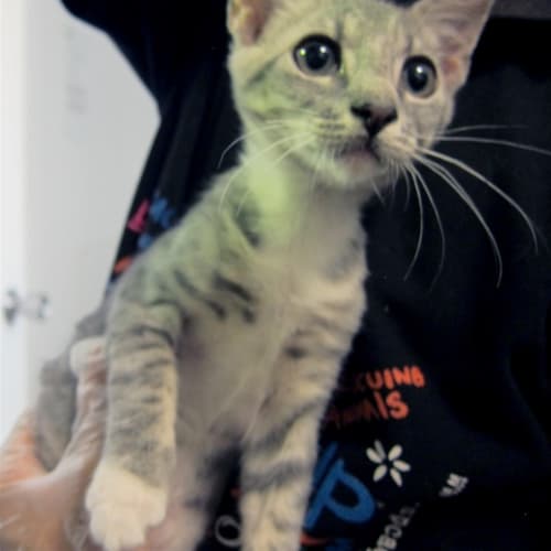 Max
