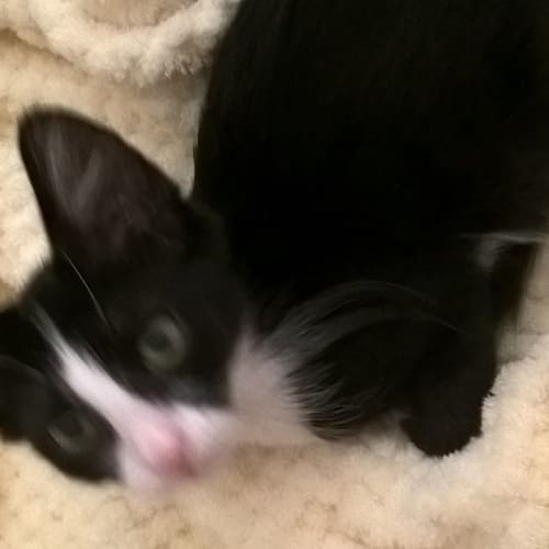 Fifi