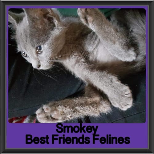 Smokey