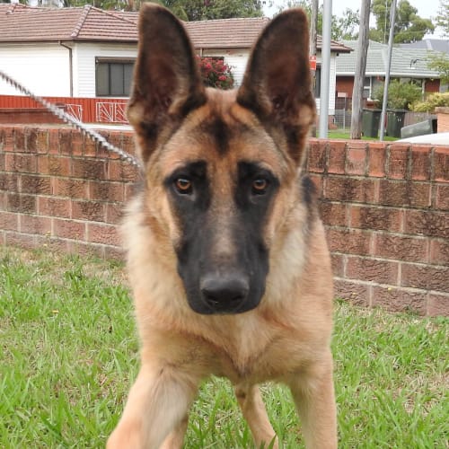 Lucifer - has a Meet and Greet Organised