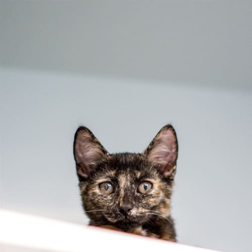 Callie