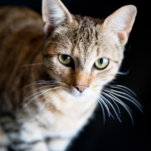 Roscoe