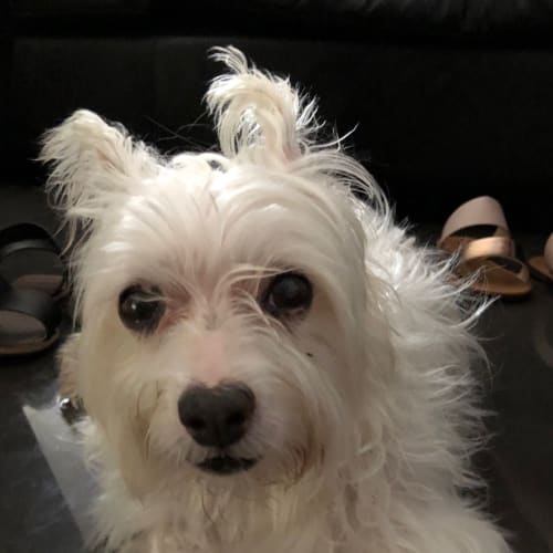 No photo for Molly Our Sweet Senior Lady