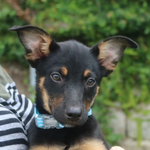 Elliot