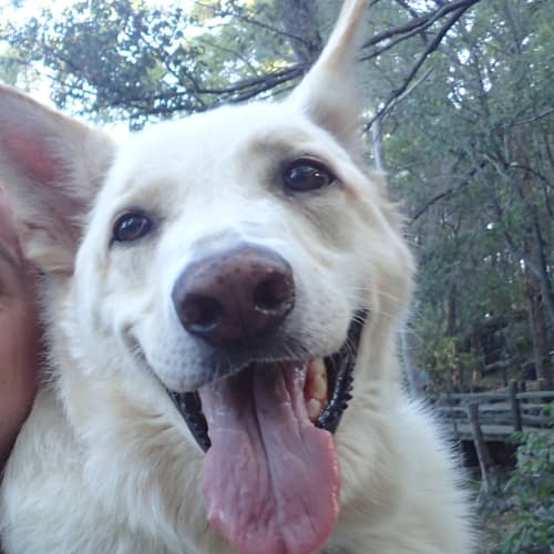 Koda 