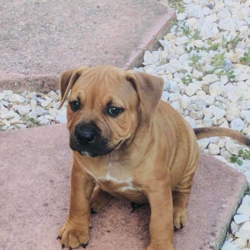 Ranger **Adoption Pending**