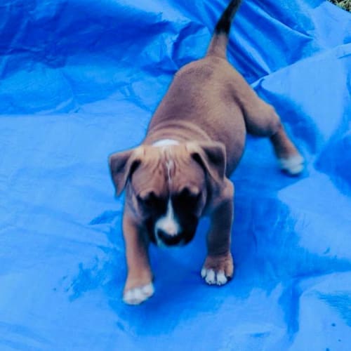 Lincoln  **Adoption Pending**
