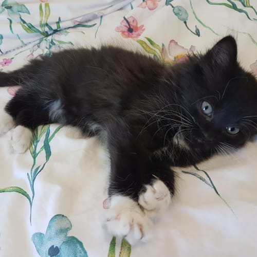Bellatrix **2nd Chance Cat Rescue**