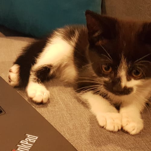 Orion **2nd Chance Cat Rescue**
