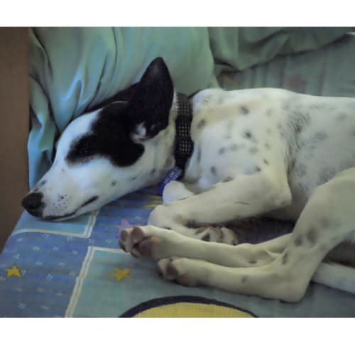 Bella ~ Kelpie X