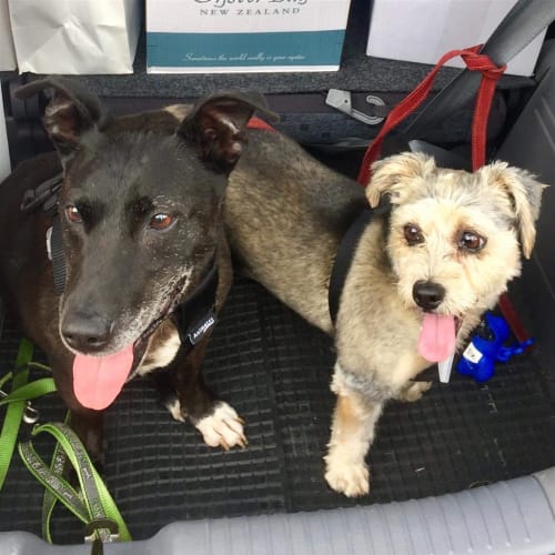 Bonnie Bonded With Benji