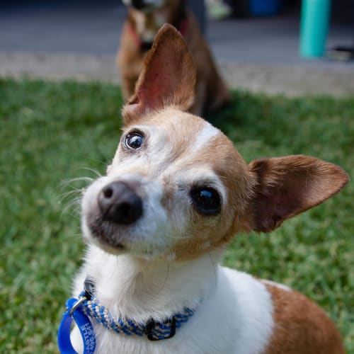Lady ~ 12 year old Chihuahua X (on trial 4/2/18)