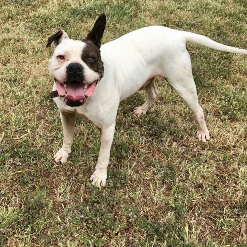 Butch the American Bulldog